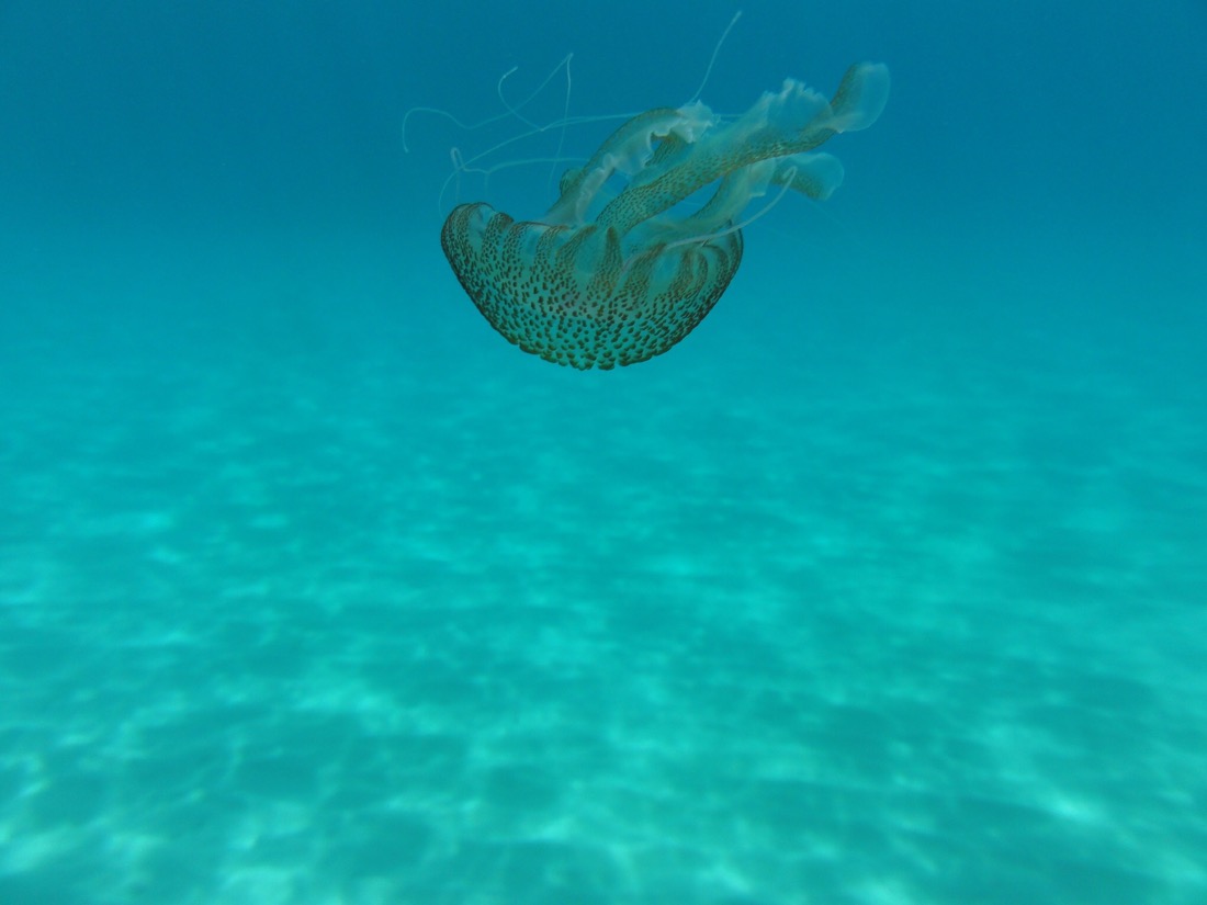 Qualle | Cala Luna, Sardinien