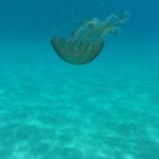 cala luna_jellyfish.JPG